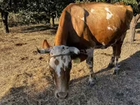 İnək, Macar boz cinsi — foto 1