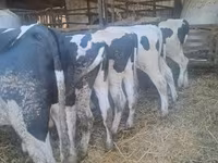 Krowa, Russian Black pied cattle — zdjęcie 2