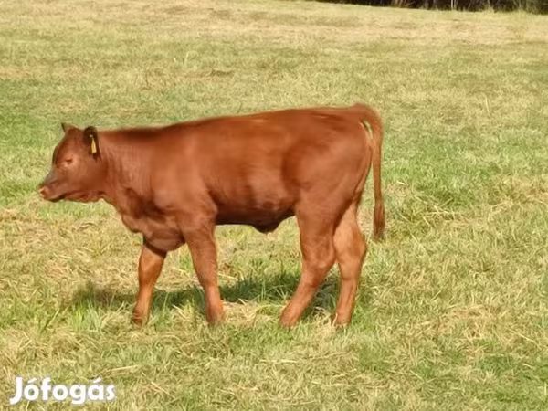 Byk, Aberdeńsko-anguska