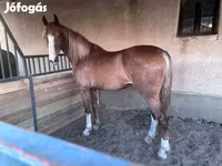Kobila, Dutch warmblood horse — fotografija 2
