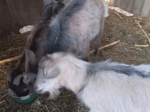 Echki, Echkilar