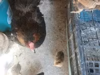 Chickens — 写真 7