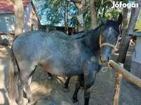 Horse (M), Horses — photo 4