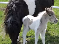 Kobila, Miniature horse — fotografija 6