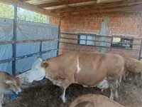雌牛, French Simmental cattle — 写真 2