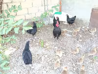 Chickens — fotografija 2