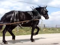 Kobila, Percheron — fotografija 7