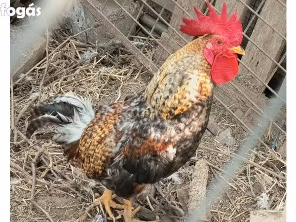 Chickens