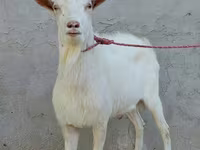 Jarac, Dutch Landrace goats — fotografija 3