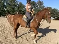 Aygʻir, Hungarian horse breed — 4-rasm