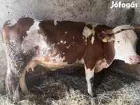 Cow, Limousin cow — photo 4