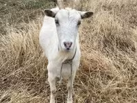 Cabra, Saanen goat — foto 7