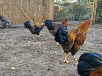 Wyandotte — foto 6