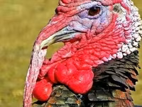 Turkeys — photo 1