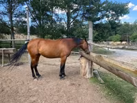 雌馬, Nonius horse — 写真 4