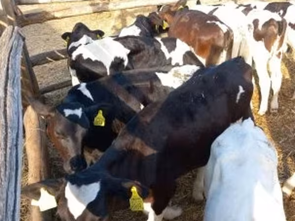 Bull, Cattle