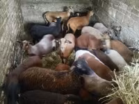 母羊, Cameroon sheep — 照片 1