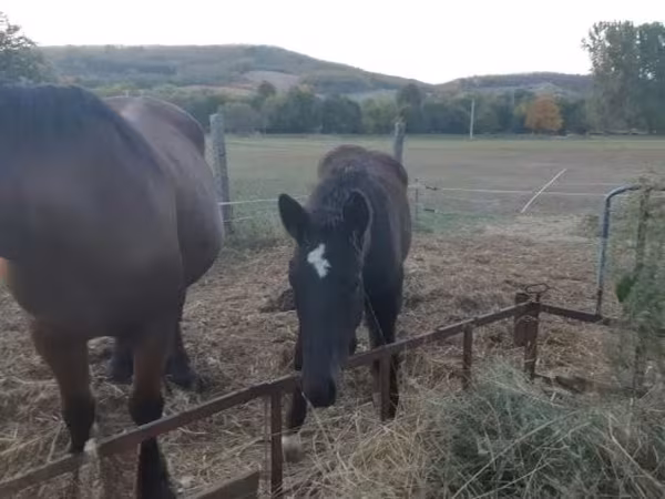 Koń, Konie — Węgry
