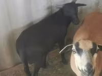 Ziegenbock, Ziegen — Foto 1