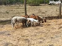 كبش, Cameroon sheep — الصورة 4