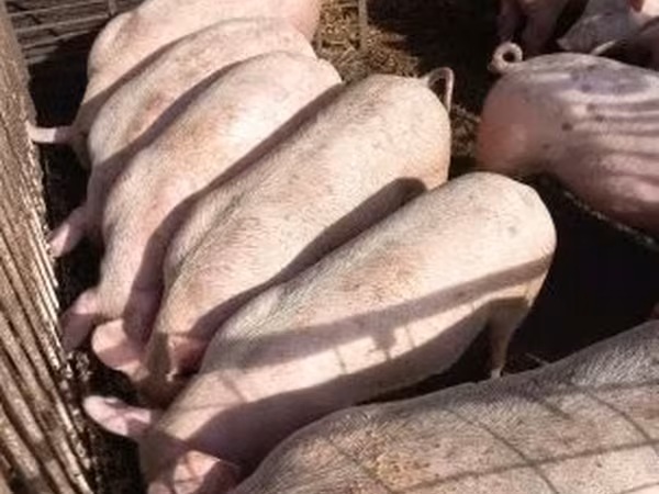 Eber, Schweine