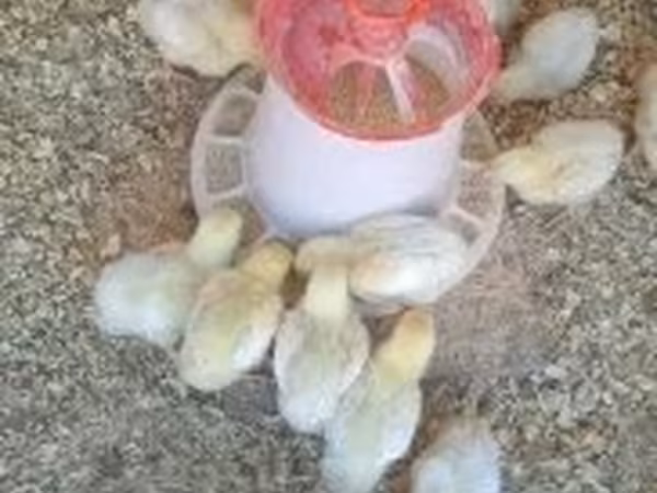 Chickens — Macarıstan