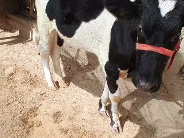 Корова, Russian Black pied cattle