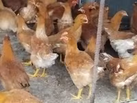 Chickens — foto 3