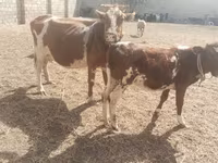 Vache, Simmental cattle — photo 1