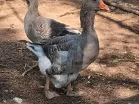 Geese — 写真 2