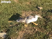Ducks — photo 4