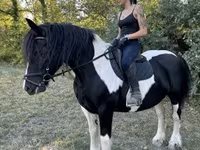 فرس, Gypsy horse — الصورة 2