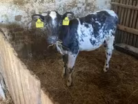 Vache, Race Holstein — photo 6