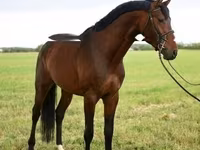 Cavalo, Thoroughbred horse — foto 1