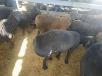 Ovan, Suffolk sheep — fotografija 3