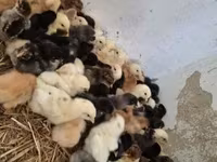 Chickens — 写真 5
