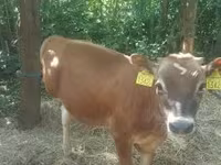 सांड, जर्सी नस्ल — फ़ोटो 2