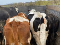 Toro, Russian Black pied cattle — foto 2