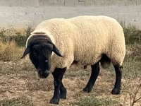 Qoʻchqor, White Suffolk sheep — 5-rasm