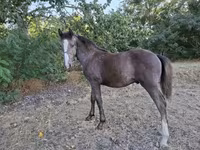 Cavalo, Cavalos — foto 4
