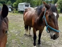 Kobyła, Međimurje horse — zdjęcie 2