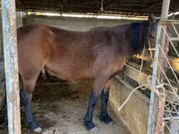 Pastuv, Tatar horse — fotografija 1
