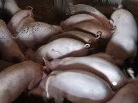 नर सूअर, सूअर — फ़ोटो 8