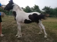 雄馬, Hucul pony — 写真 1