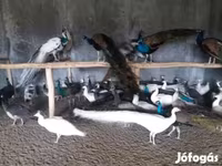 Chickens — 照片 3