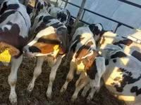 Toro, Russian Black pied cattle — foto 2