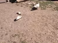 Ducks — Foto 4