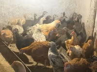 Guinea fowl — zdjęcie 4