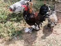 Chickens — photo 5