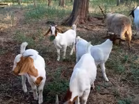 Jarac, Boer goat — fotografija 3